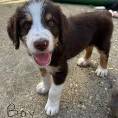 Bordoodle Puppies from Lunatic Kennel