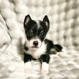 Eze - Black and white male Chinese Crested puppy in Henderson, Kentucky from Western Kentucky Chihuahua’s and Chinese Crested’s