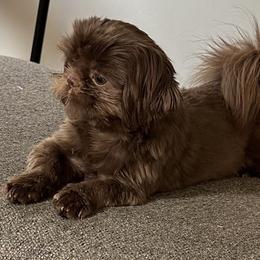 Pikku - Shih Tzu