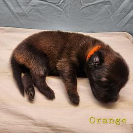 Orange - Mahogany and black male Belgian Tervuren puppy in Merrill, Michigan from Reves Vifs Belgian Shepherds
