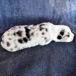 Skittles - Blue merle female Australian Shepherd puppy in Hubbard, Texas from Poston Paddock Aussies LLC