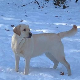 Cayenne  - Labrador Retriever