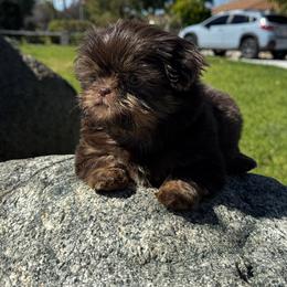 Maple - Chocolate and tan female Shih Tzu puppy in Riverside, California from It’s a Shih Tzu world