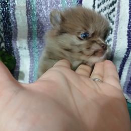 Clover - Chocolate merle female Pomeranian puppy in Ada, Oklahoma from Once Upon A Fluff