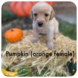 Labrador Retriever Puppies from Spring Water Labs of the Carolinas