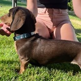 Dachshunds from Paige's Dachshunds