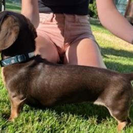 Dachshunds from Paige's Dachshunds