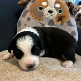Mackenzie - Black tri-color male Australian Shepherd puppy in Monroe, North Carolina from Meekey Family Aussies