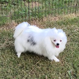 Sky - Blue merle female Pomeranian puppy in Newalla, Oklahoma from Classy Poms