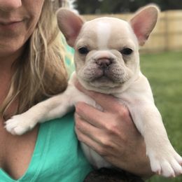 French Bulldog Puppies from Roughneck Frenchies