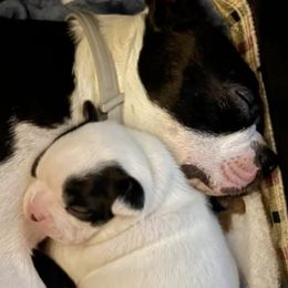 Boston Terriers from Half Acre Farm