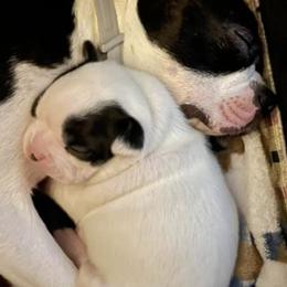 Boston Terriers from Half Acre Farm