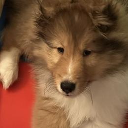 Shetland Sheepdogs from Stone Oak shelties