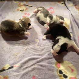 Pembroke Welsh Corgi Puppies from Anita’s little Corgi Haven
