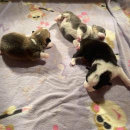 Pembroke Welsh Corgi Puppies from Anita’s little Corgi Haven