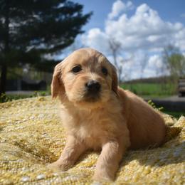 Aussiedoodle and Goldendoodle Puppies from Classic City Doodles