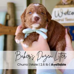 Churro - Red  male Goldendoodle puppy in Comanche, Texas from Central Texas Doodles, LLC.