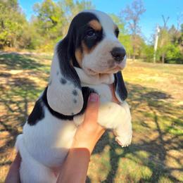 Cash - Black white and brown male Basset Hound puppy in Denison, Texas from Emma Lou's Baby Bassets