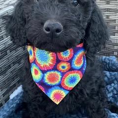 Double Doodles from Central Valley Cadoodles