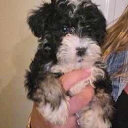 Girl 4 - Black and white female Schnoodle puppy in Galena, Illinois from Perry's doodles