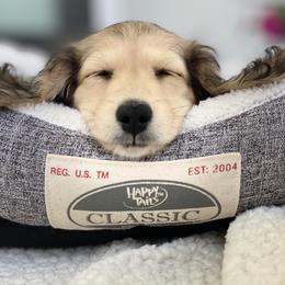 Dachshund Puppies from Meadow Ridge Dachshunds