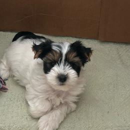 Yorkshire Terrier puppies from Bebe AKC Puppies