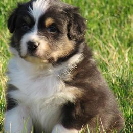 Australian Shepherd Puppies from Parsons Australian Shepherds