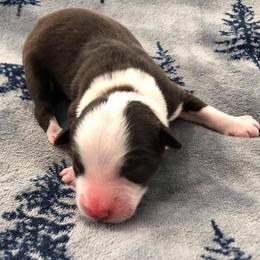 Australian Shepherd Puppies from Bear Pond Aussies