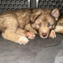 Siberian Husky Puppies from Southern Siberian Huskies of SW Florida