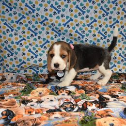 Pink collar female - Black tan and white female Beagle puppy in Fontana, California from JLB Beagles & MBT