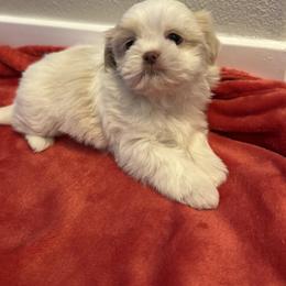 Shih Tzu Puppies from Butterfly Shih Tzu Pups