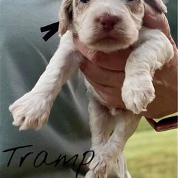 Tramp - Red roan male Cockapoo puppy in Mocksville, North Carolina from Little Bear Doodles