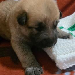 Girl 2 - Sable female German Shepherd puppy in Leon, West Virginia from Heart2Heart Kennels