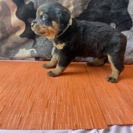 Boy 3 - Black and mahogany Rottweiler puppy in Detroit, Michigan from Dark Storm Kennels