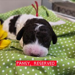 Pansy,  Red collar - Brown female Cockapoo puppy in Pell City, Alabama from FurEver Young Kennels