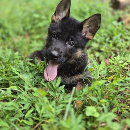 Fuchsia Collar - Black and tan female German Shepherd puppy in Commerce, Georgia from Adams K9