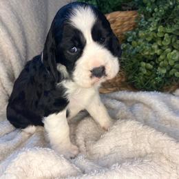 Cherry - White and black female English Springer Spaniel puppy in Swainsboro, Georgia from Sweet Georgia Springers