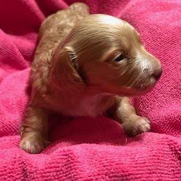 Girl 2 - Fawn (isabella) and cream female Dachshund puppy in Laurel, Mississippi from BB's Dotsies