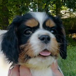 Cavalier King Charles Spaniel Puppies from Crown Jewel Cavaliers