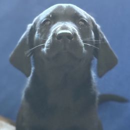 Dame - Black male Labrador Retriever puppy in Eden, North Carolina from Black House Sports Dogs