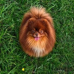 Tarzan - Pomeranian