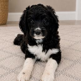 Puppy2 - Black and white male Aussiedoodle puppy in Yucaipa, California from Amazing Aussiedoodle and Double Doodles