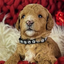 Goldendoodle Puppies from Maryland Designer Doodles