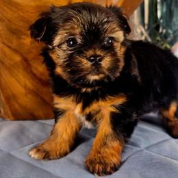 Summer - Black and gold female Yorkshire Terrier puppy in Callahan, Florida from Nikki's Precious Yorkies
