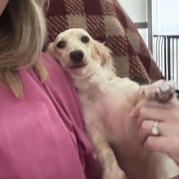 Coco - Dachshund