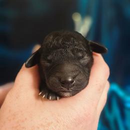 Green - Blue female Bedlington Terrier puppy in Rincon, Georgia from Prismic Bedlington Terriers