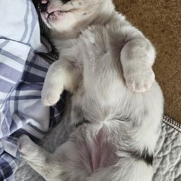 Cardigan Welsh Corgi and Labrador Retriever Puppies from LynnDee's Kennel