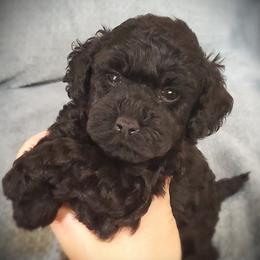 Theo- AKC Toy Poodle - Black male Poodle puppy in Falcon, Missouri from Cedar House Heritage Poodles | AKC Toy & Miniature Poodle Puppies Raised in Home