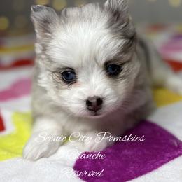 Blanche - Merle female Pomsky puppy in Rossville, Georgia from Scenic City Pomskies