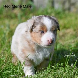 Red Merle Male - Red merle male Miniature American Shepherd puppy in Rochester, Massachusetts from Anchored Roots Miniature American Shepherds